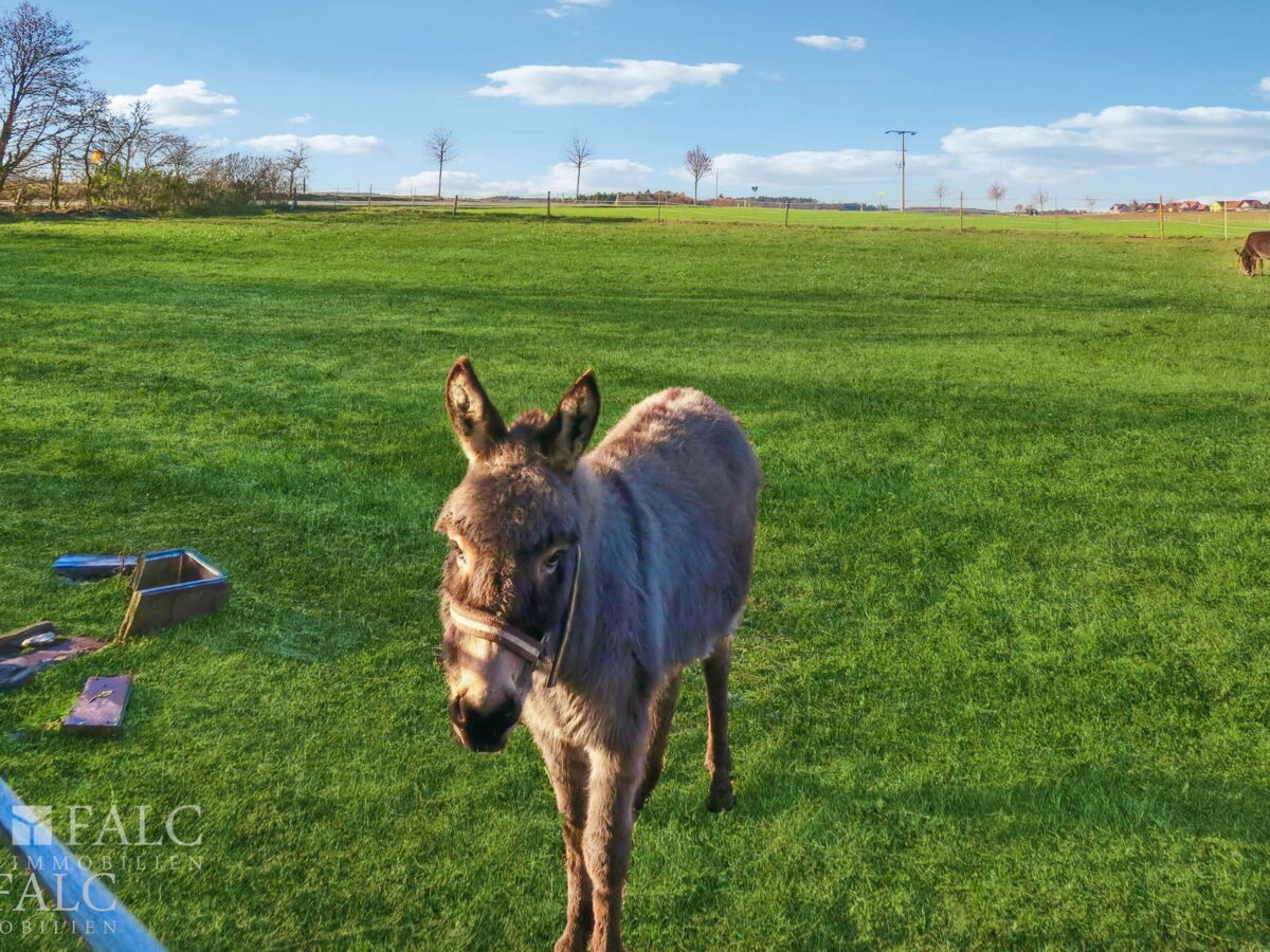 ca. 2000 m² für Tiere etc.