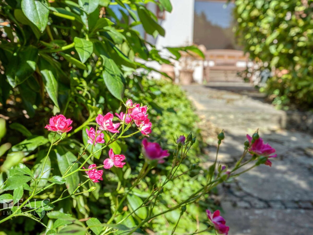 Blumen verzaubern