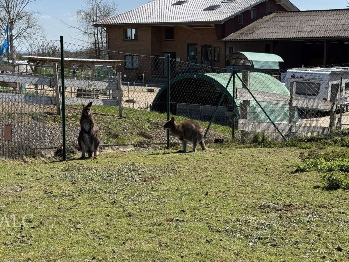 Känguru Gehege 