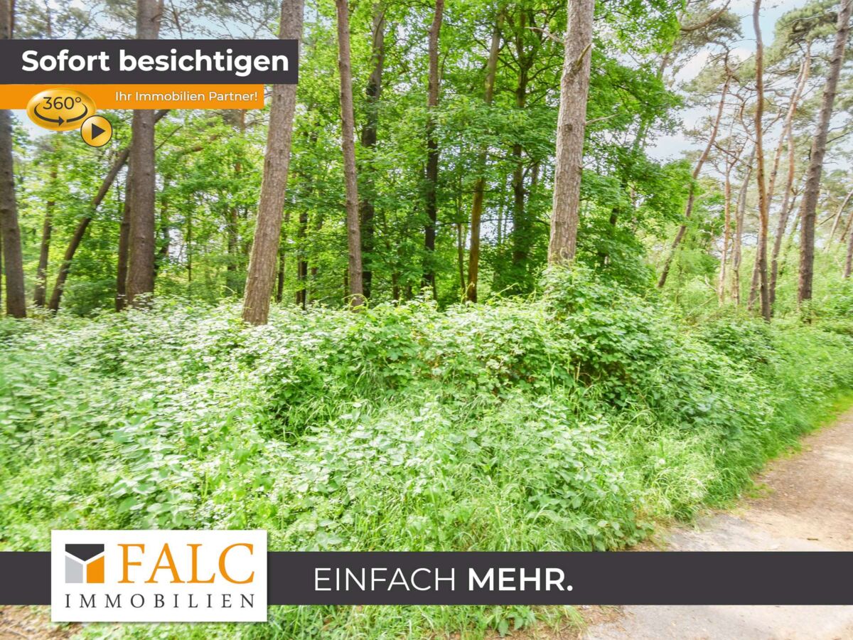 Eingewachsener Waldbereich