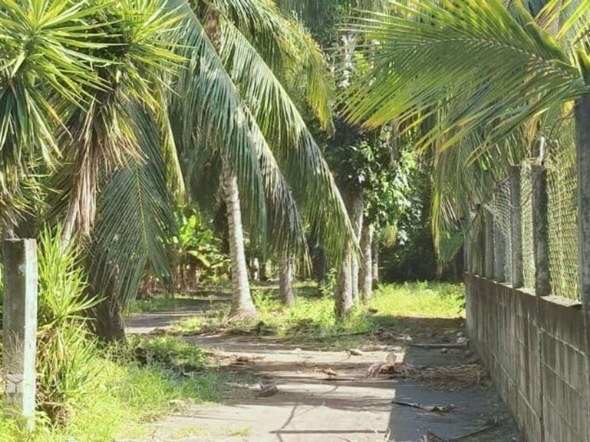 Plantage 2