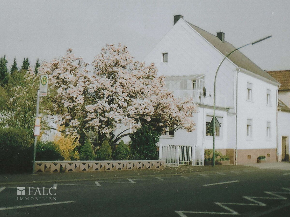 Magnolienbaum 