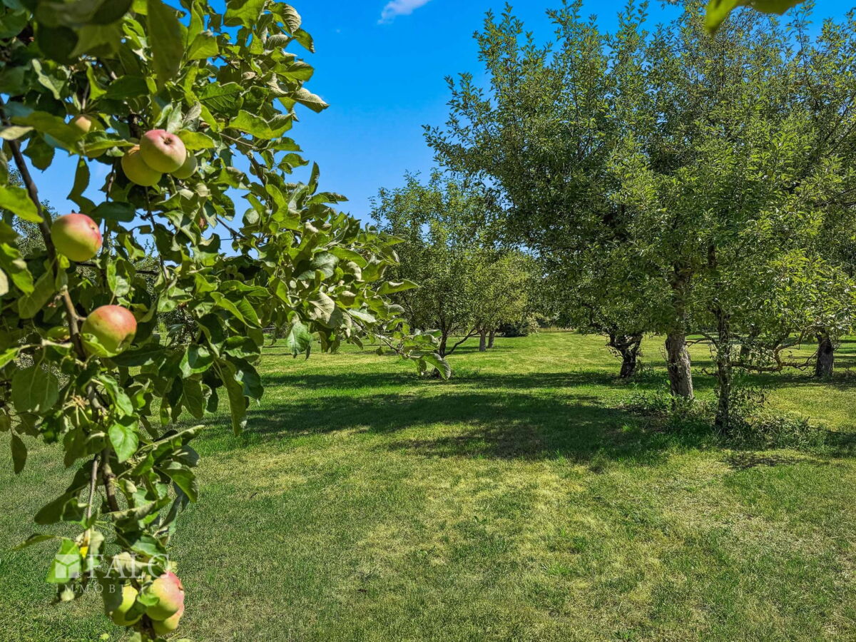 Obstwiese