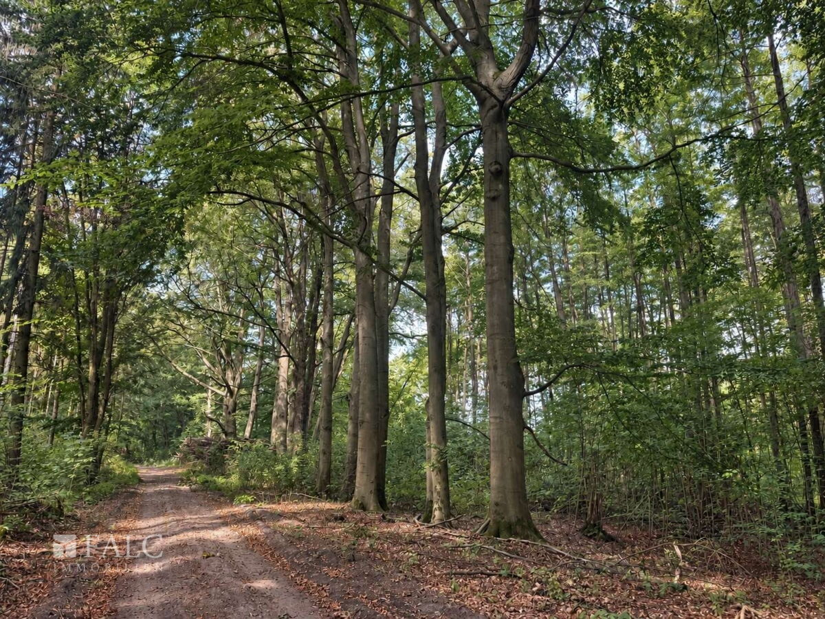 Schlamau Umgebung/Wald - Hoher Fläming