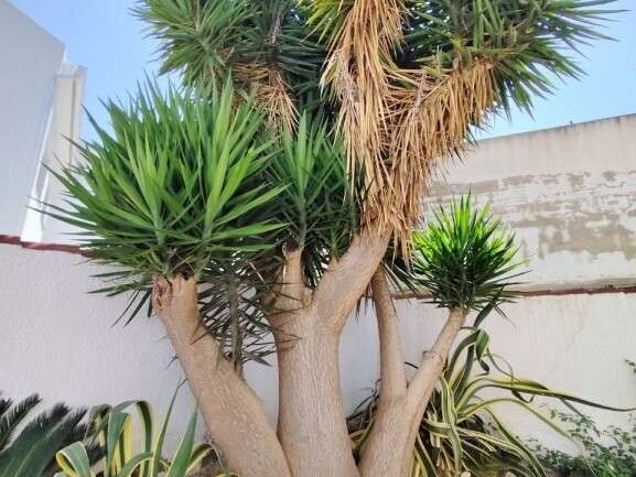 Palme