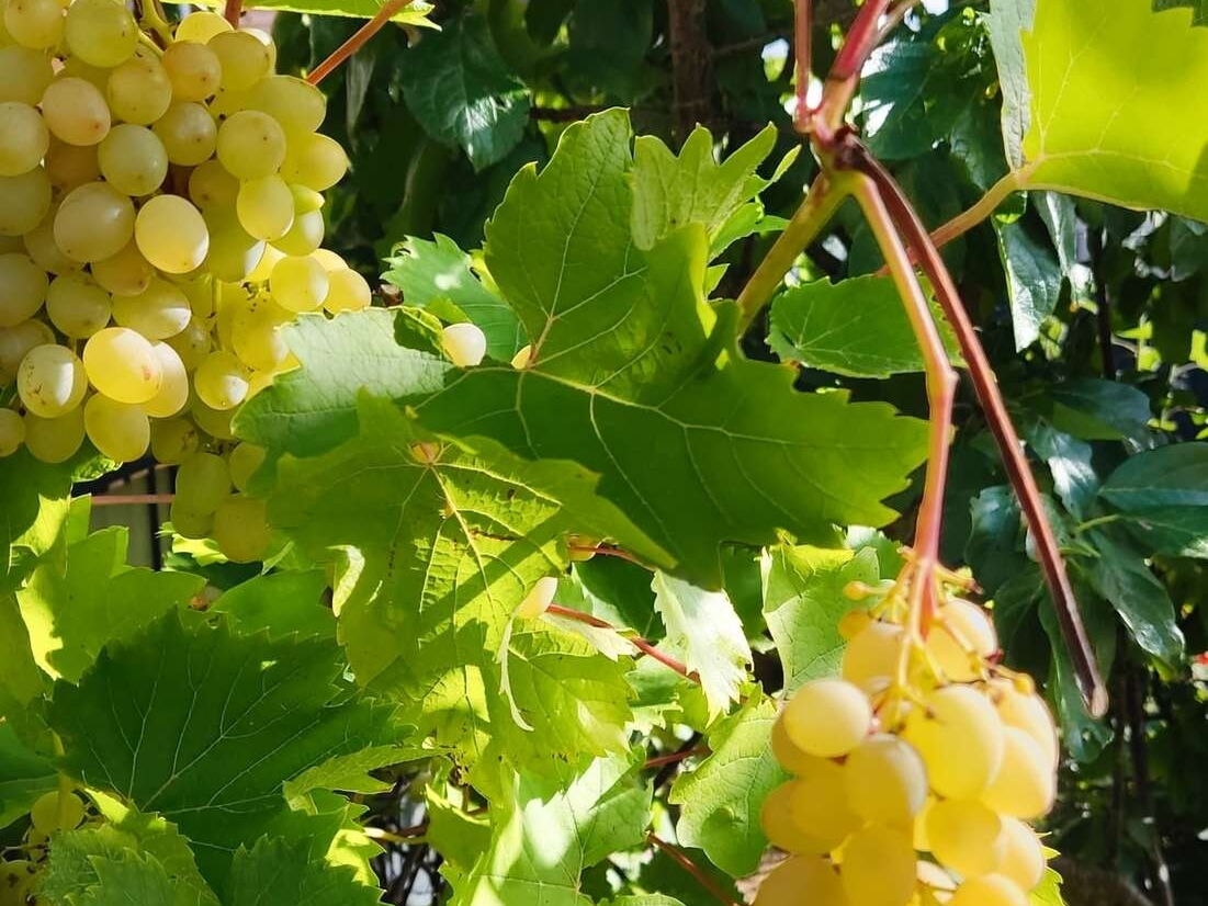 Weinrebe im Garten
