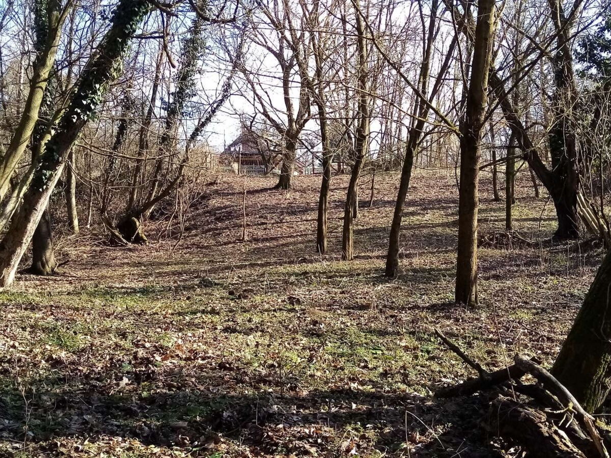 Waldstück zum Haus 