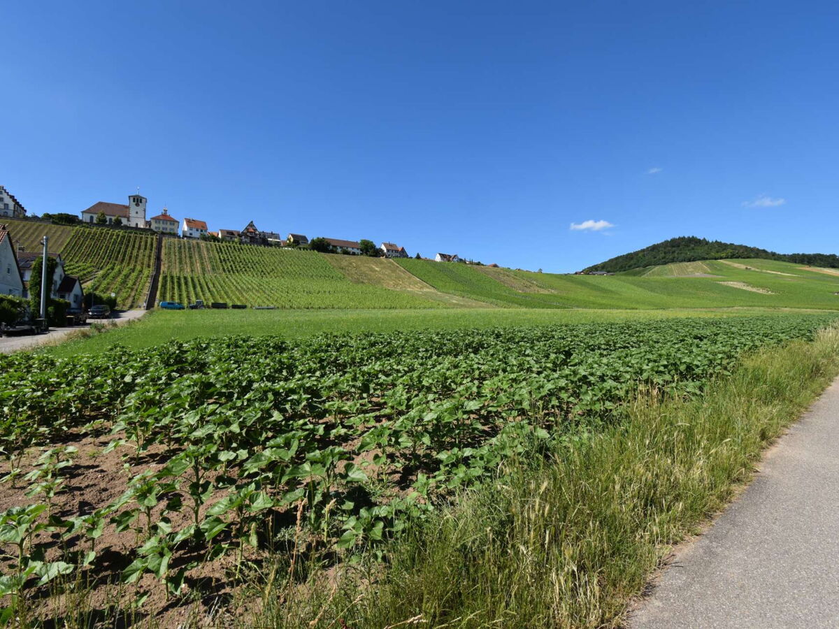 Weinberge nahe der Wohnung