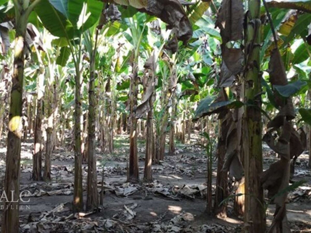 Plantage