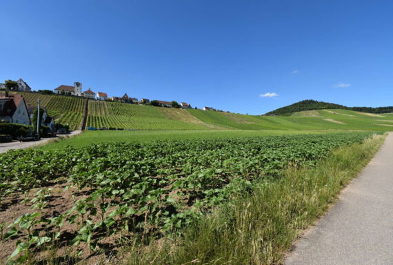 Weinberge nahe der Wohnung