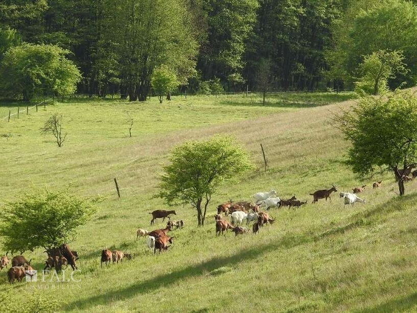 Weideland